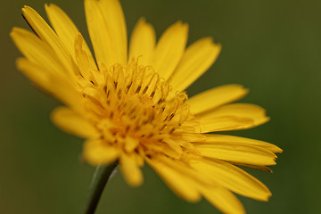 Image showing Wild flower