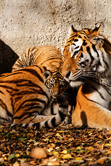 Image showing Tiger mum