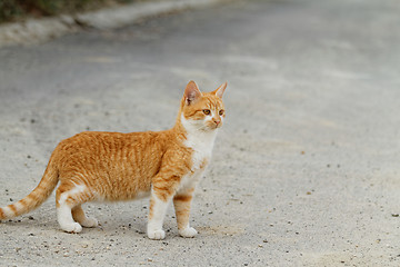 Image showing Small cat