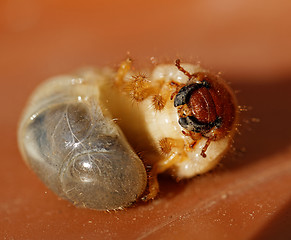 Image showing May beetle larvae - Melolontha melolontha