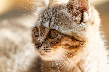 Image showing Little cat