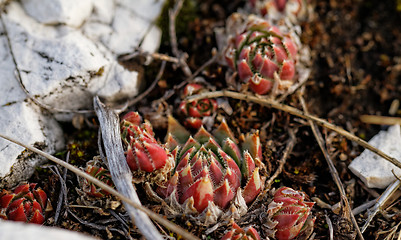 Image showing Rockery