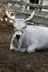 Image showing Grey cattle