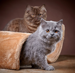 Image showing british longhair kittens