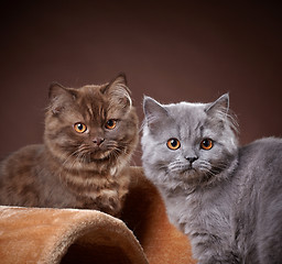 Image showing british longhair kittens