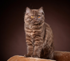 Image showing british longhair kitten