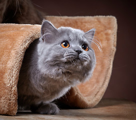 Image showing british longhair kitten