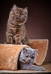 Image showing british longhair kittens