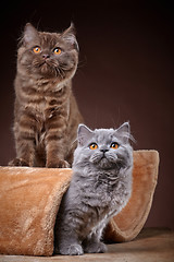 Image showing british longhair kittens