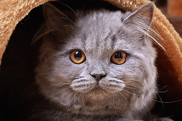 Image showing british longhair kitten