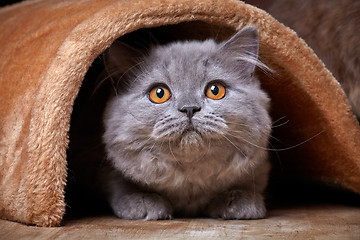 Image showing british longhair kitten