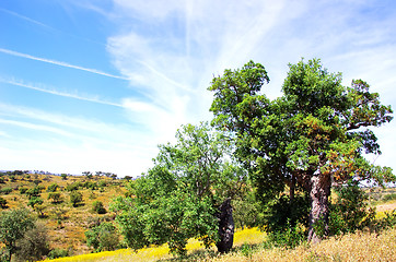 Image showing  Oak trees in forest at Portugal. 