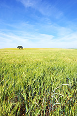 Image showing Oak tree in a wheat field at Portugal. 