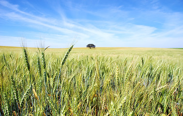 Image showing Spikes of wheat field at Portugal. 