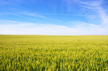 Image showing wheat field under a blue sky 