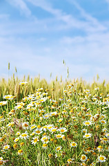 Image showing wild chamomile flowers and wheat field 