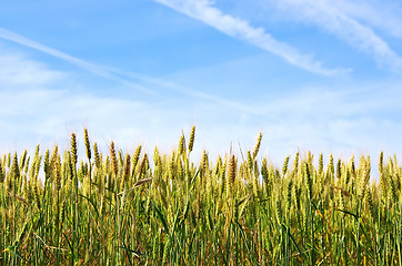 Image showing young green wheat in the blue sky background 