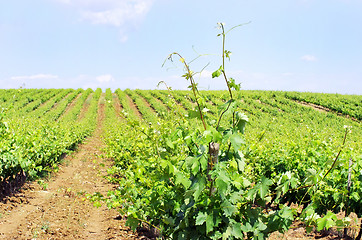 Image showing Vineyard in Portugal, Alentejo