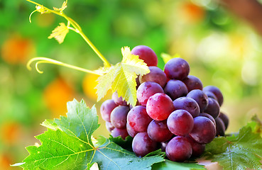 Image showing ripe grapes with green leaves