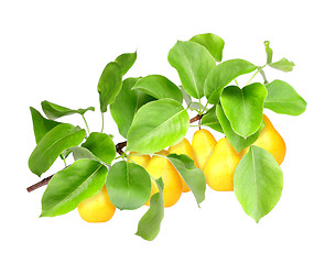 Image showing Yellow pears on green branch