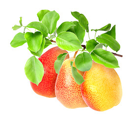 Image showing Yellow pears on green branch