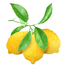 Image showing Yellow lemons on green branch