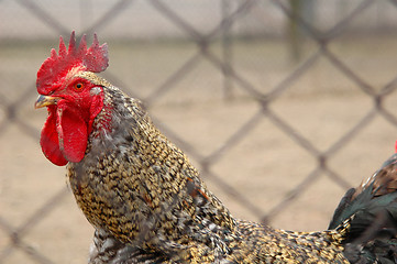 Image showing Rooster