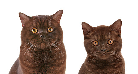 Image showing brown british short hair cat and kitten