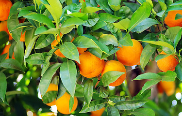 Image showing Rpe oranges on plant, orange tree 