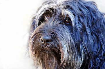 Image showing Face of portuguese sheepdog