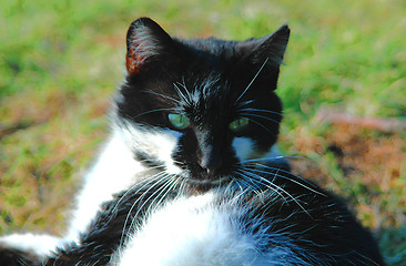 Image showing Green-eye cat