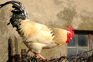 Image showing Rooster on the fence