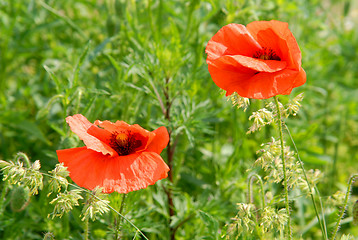 Image showing Red poppies