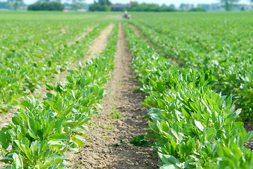 Image showing Green field