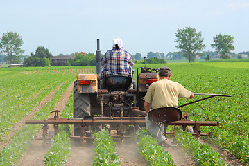 Image showing Farmers working