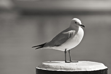 Image showing White Seagull Standing on a Beach Pole