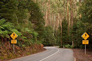 Image showing Road in a forrest