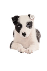 Image showing Border Collie Puppy