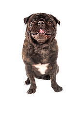 Image showing A pug dog on white