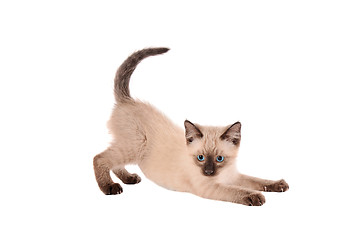 Image showing Stretching siamese kitten