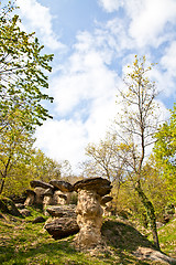 Image showing Imaginative forest landscape