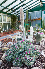 Image showing Cactus greenhouse