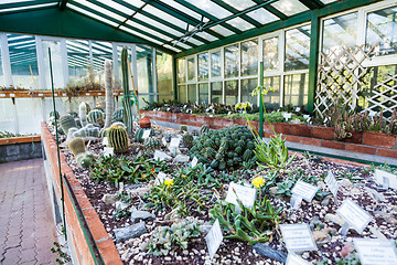 Image showing Cactus greenhouse