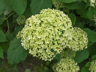 Image showing Hortensia flower