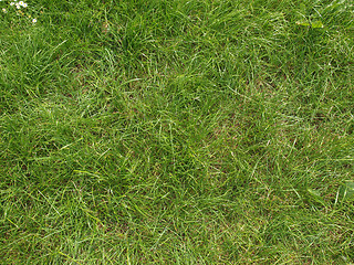 Image showing Meadow grass