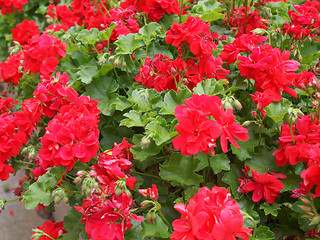 Image showing Geranium flower