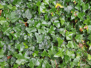 Image showing Ivy leaves