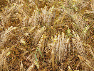 Image showing Barleycorn field