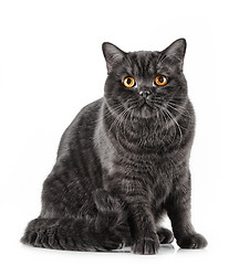 Image showing black short hair cat