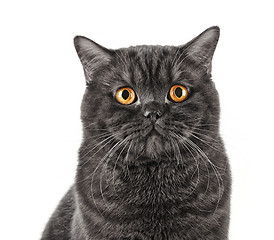 Image showing black short hair cat